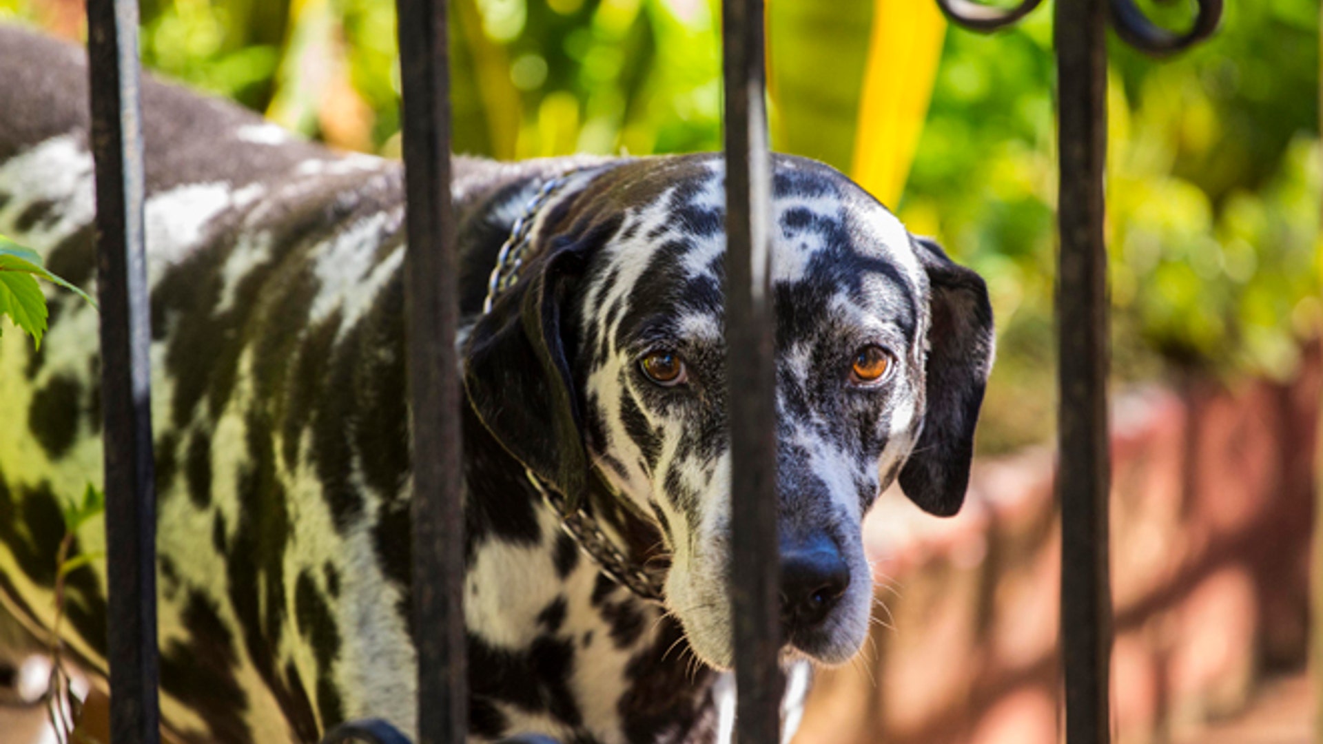 Cuba_Pampered_Dogs_Garc_6_