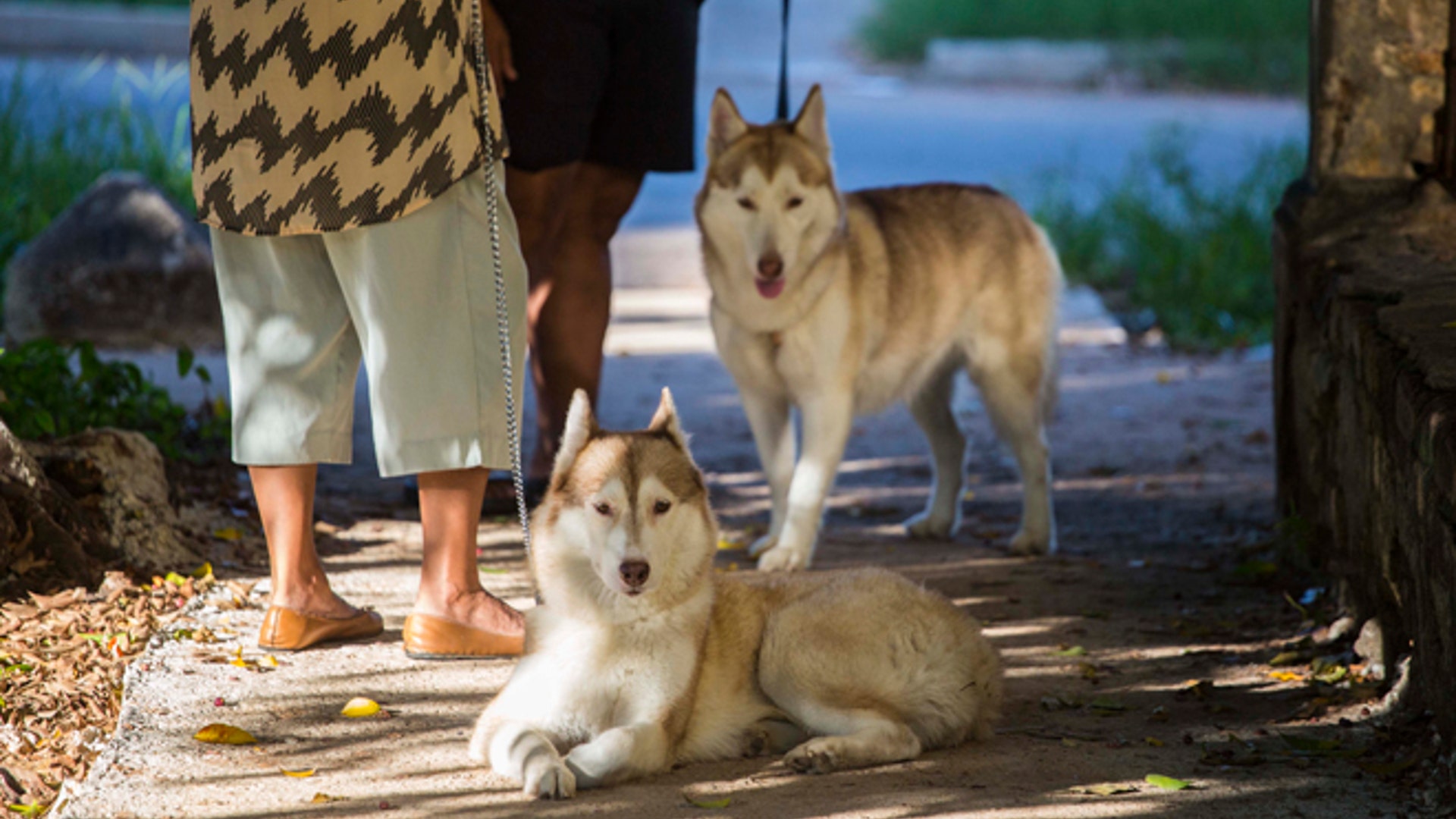 Cuba_Pampered_Dogs_Garc_7_