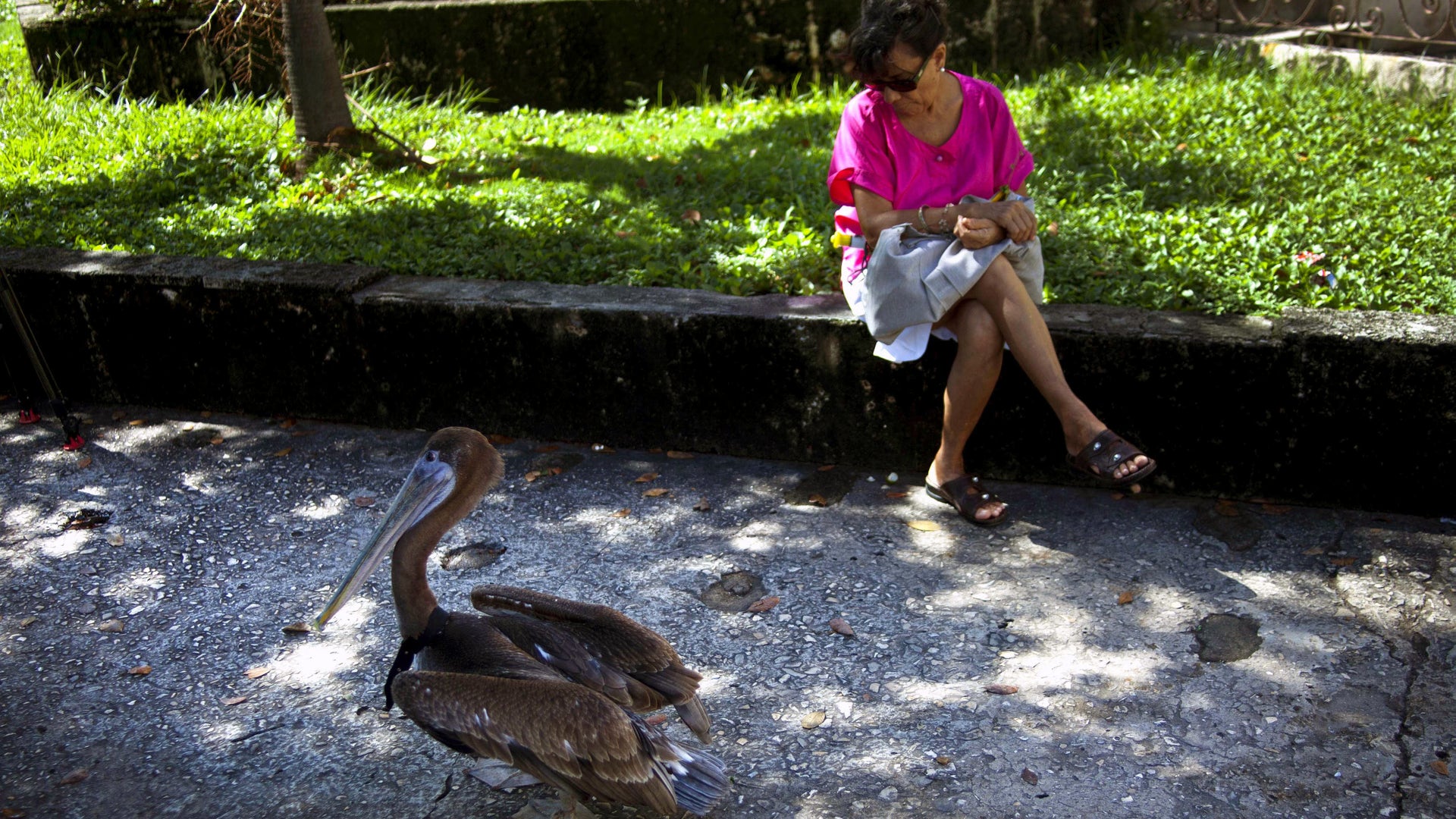 Cuba_Pancho_the_Pelic_Grat__2_