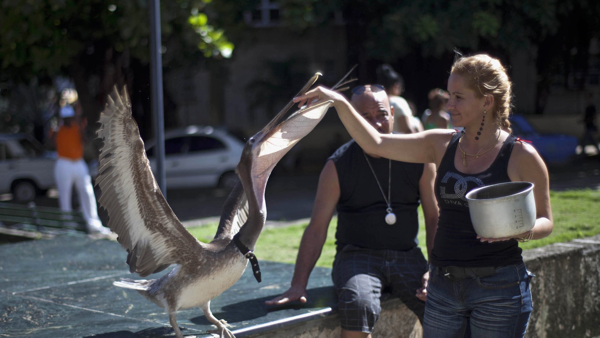 Cuba_Pancho_the_Pelic_Grat__5_