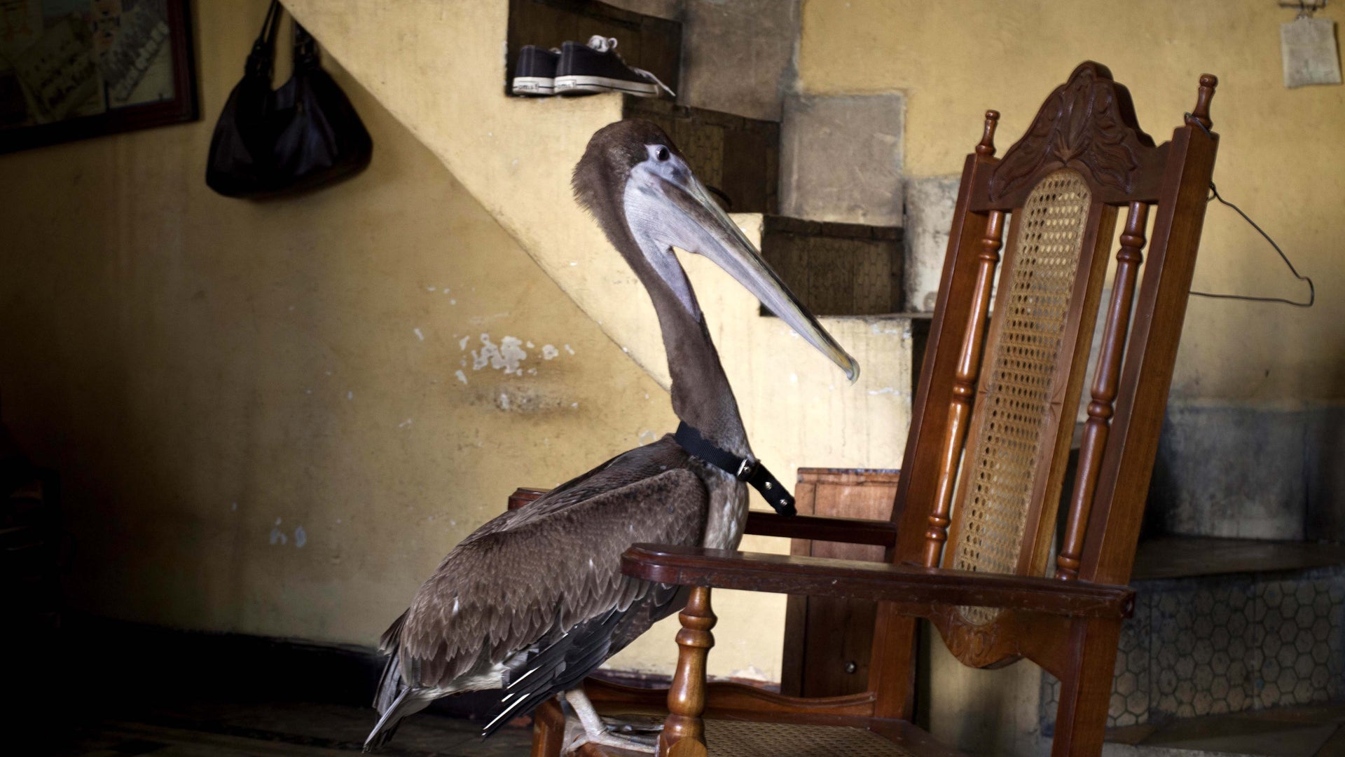 Cuba_Pancho_the_Pelic_Grat__6_