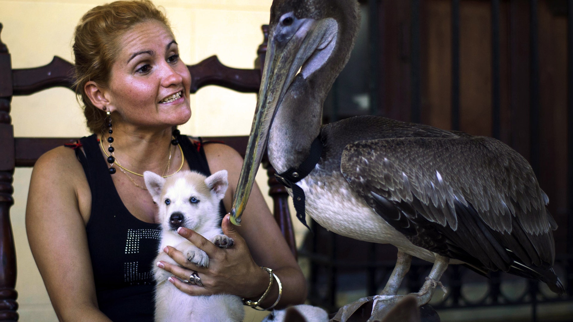 Cuba_Pancho_the_Pelic_Grat