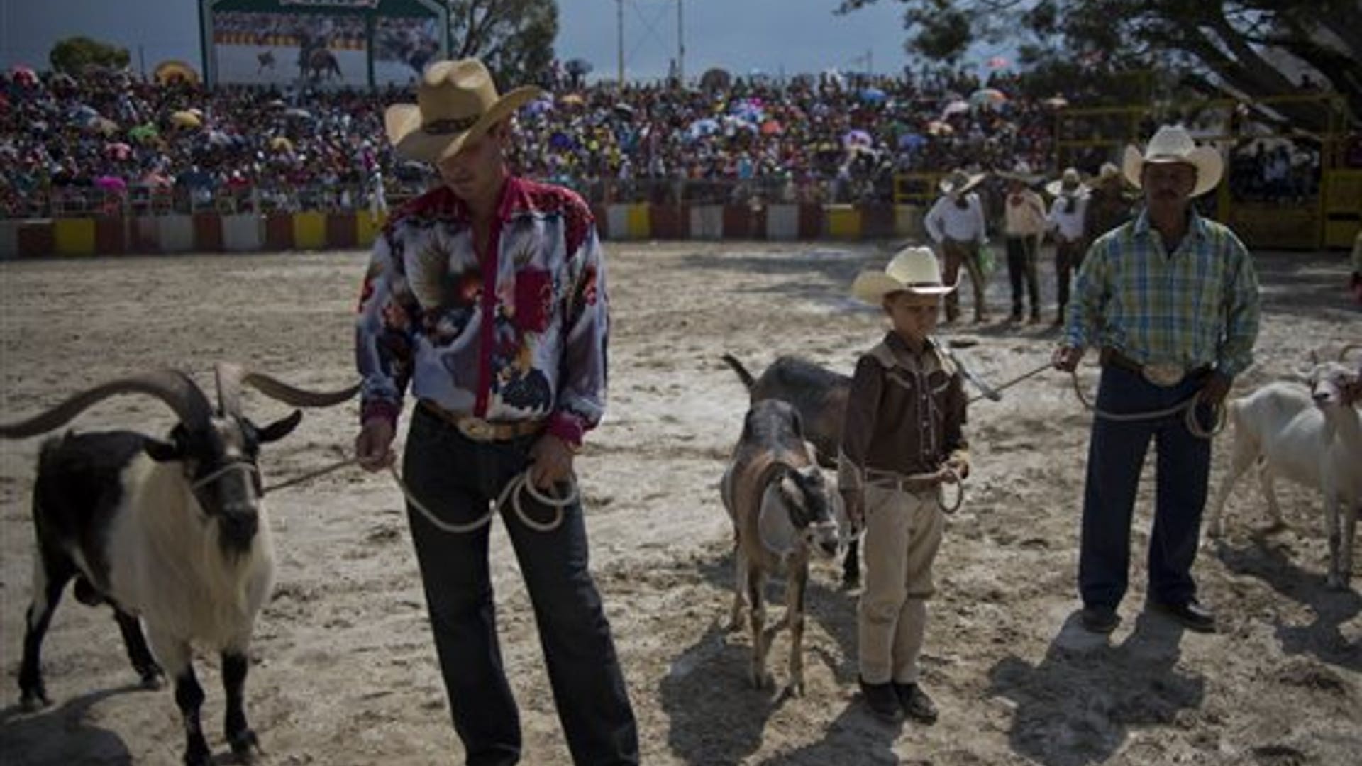 Horses Dance, Bulls Buck At Cuba's Rodeo | Fox News