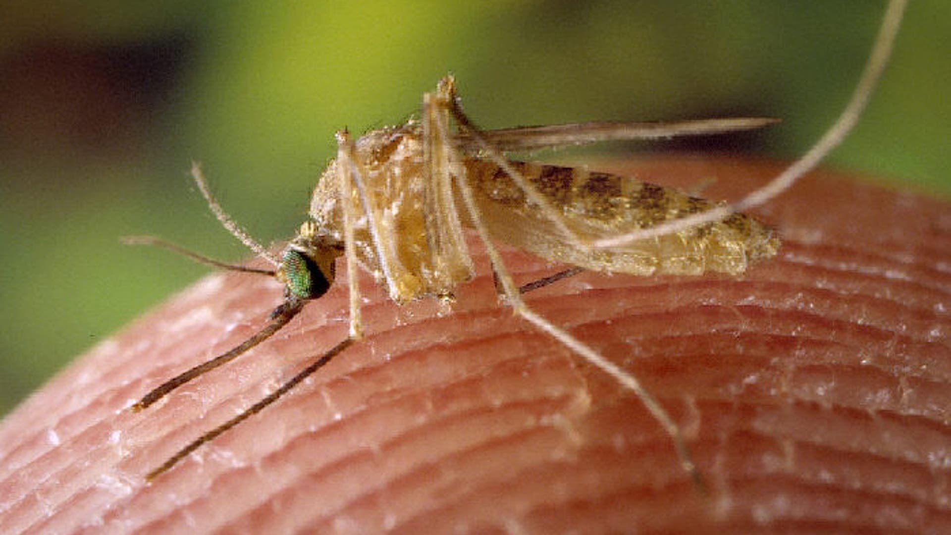 Culex_Quinquefasciatus