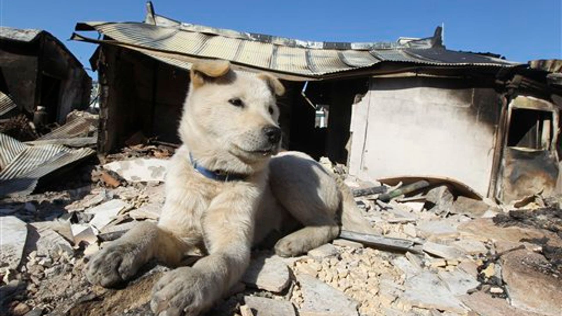 South Korean Dog Sits On Rubble
