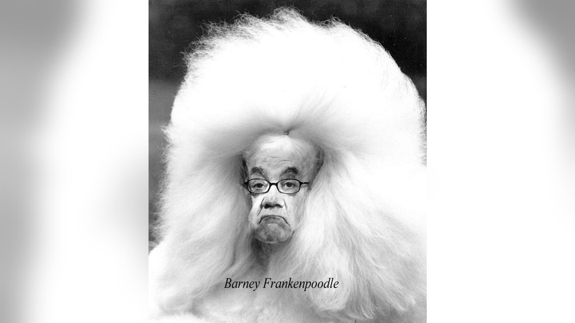 Politicians and Pooches