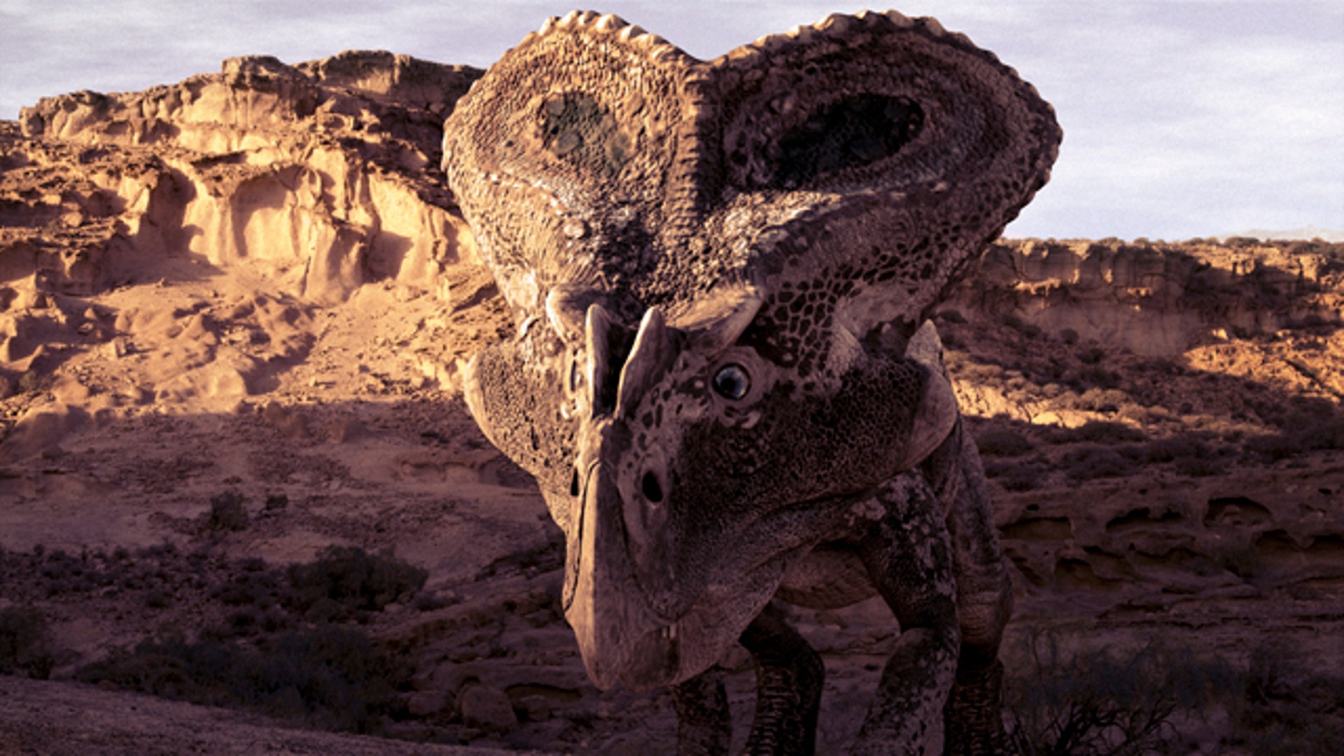 Dinosaur_Revolution___protoceratops
