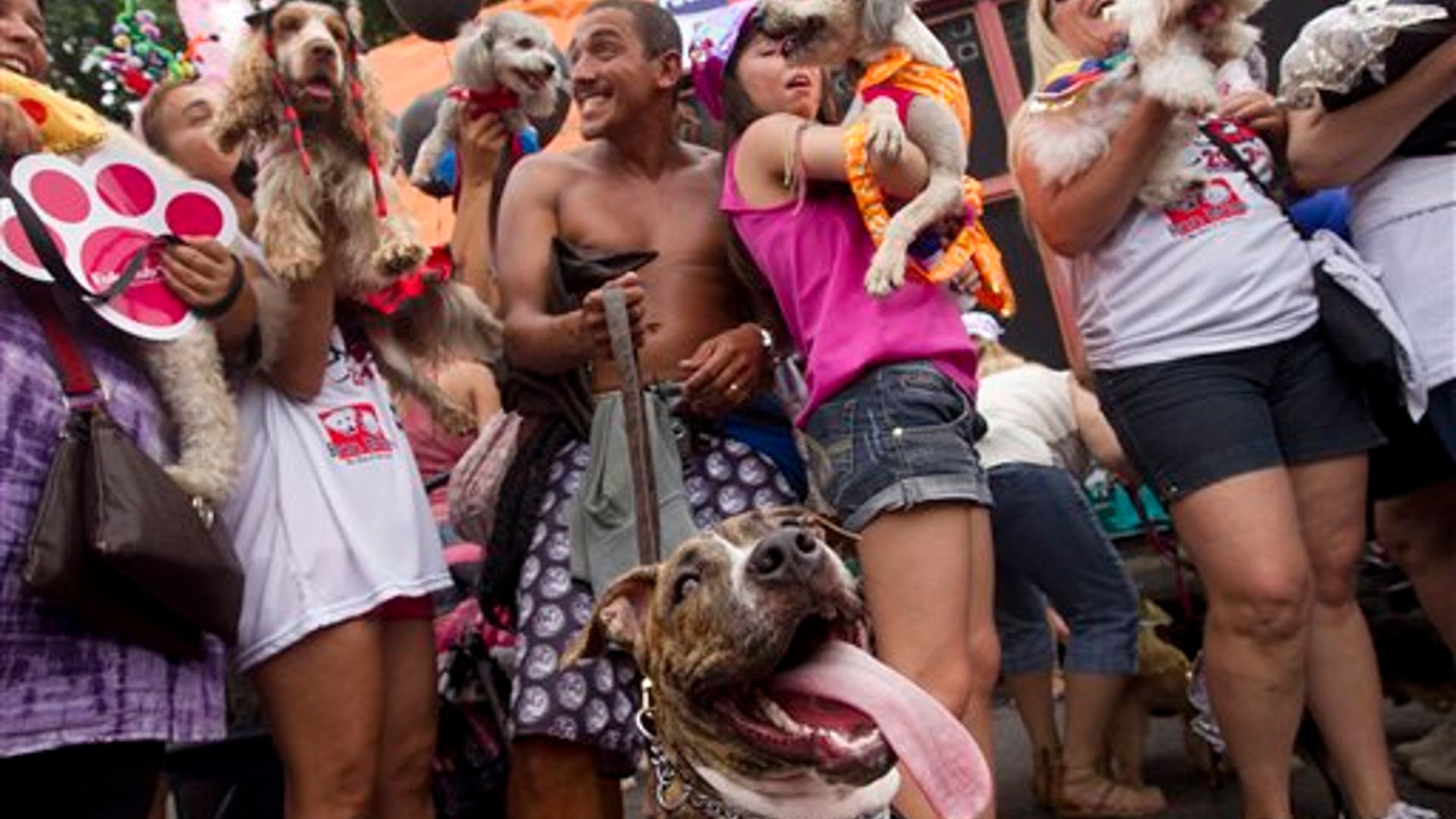 Dog_Rio_Carnival_4