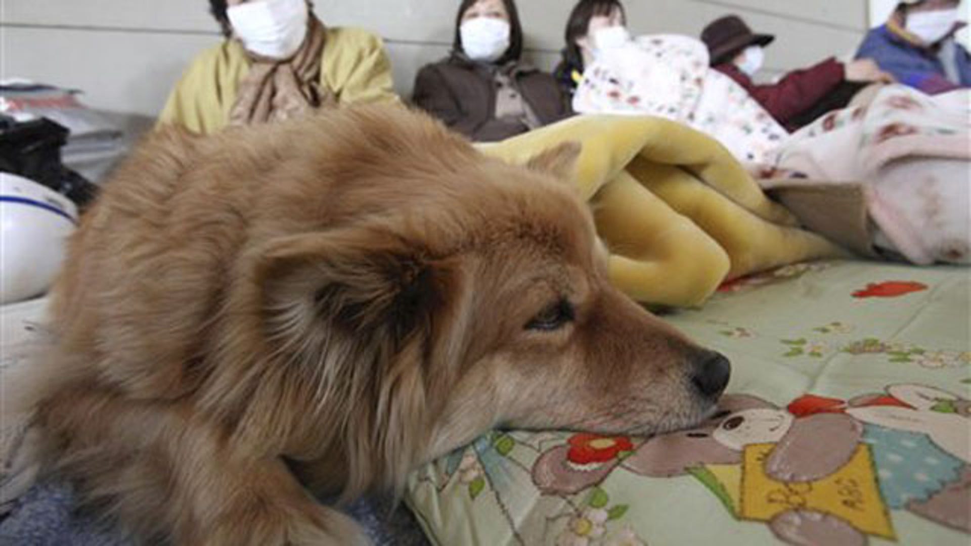 Человек собака из японии как выглядит For Japanese Pet Owners, Home is Where Their Pets Are Fox News