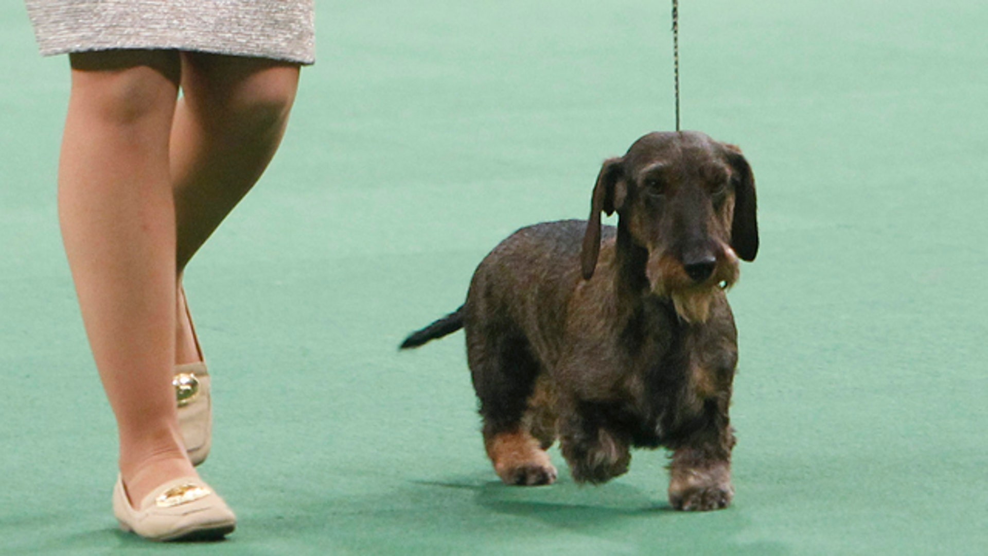 DogShow1