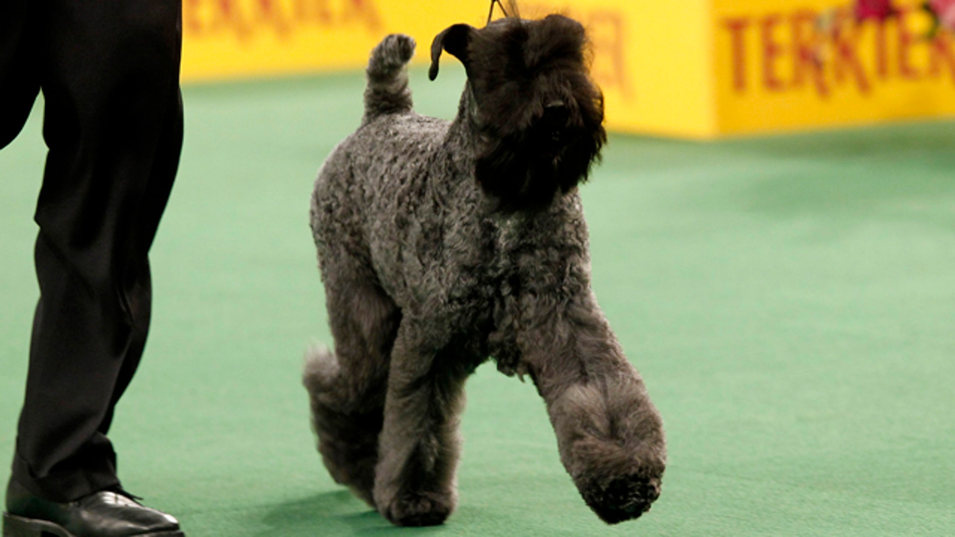 DogShow2