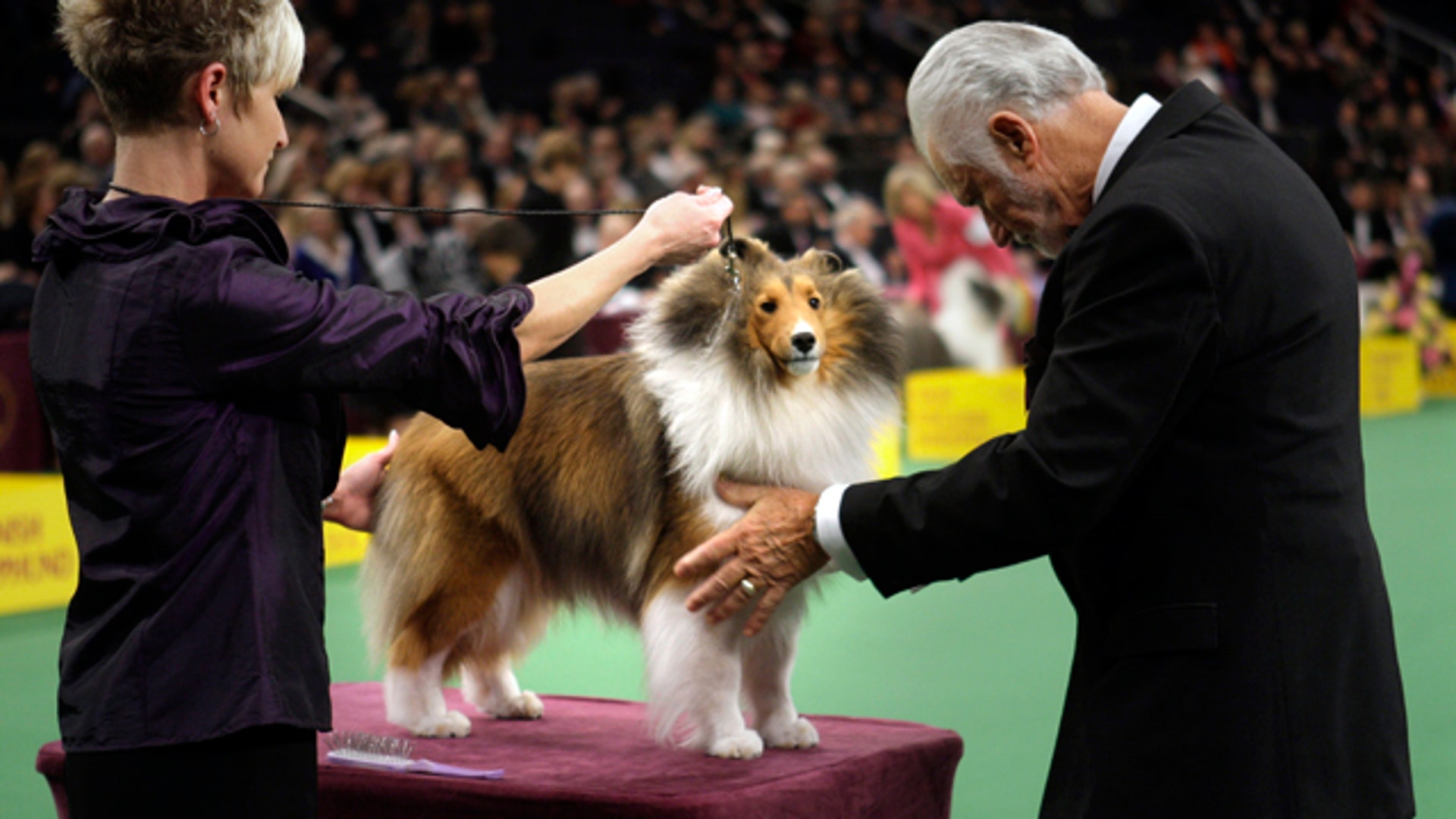 DogShow9