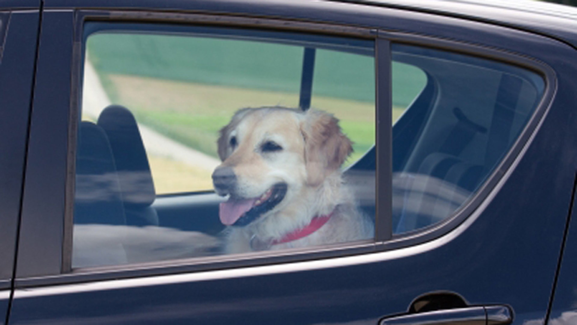 3. Steer Clear_Dog in Car