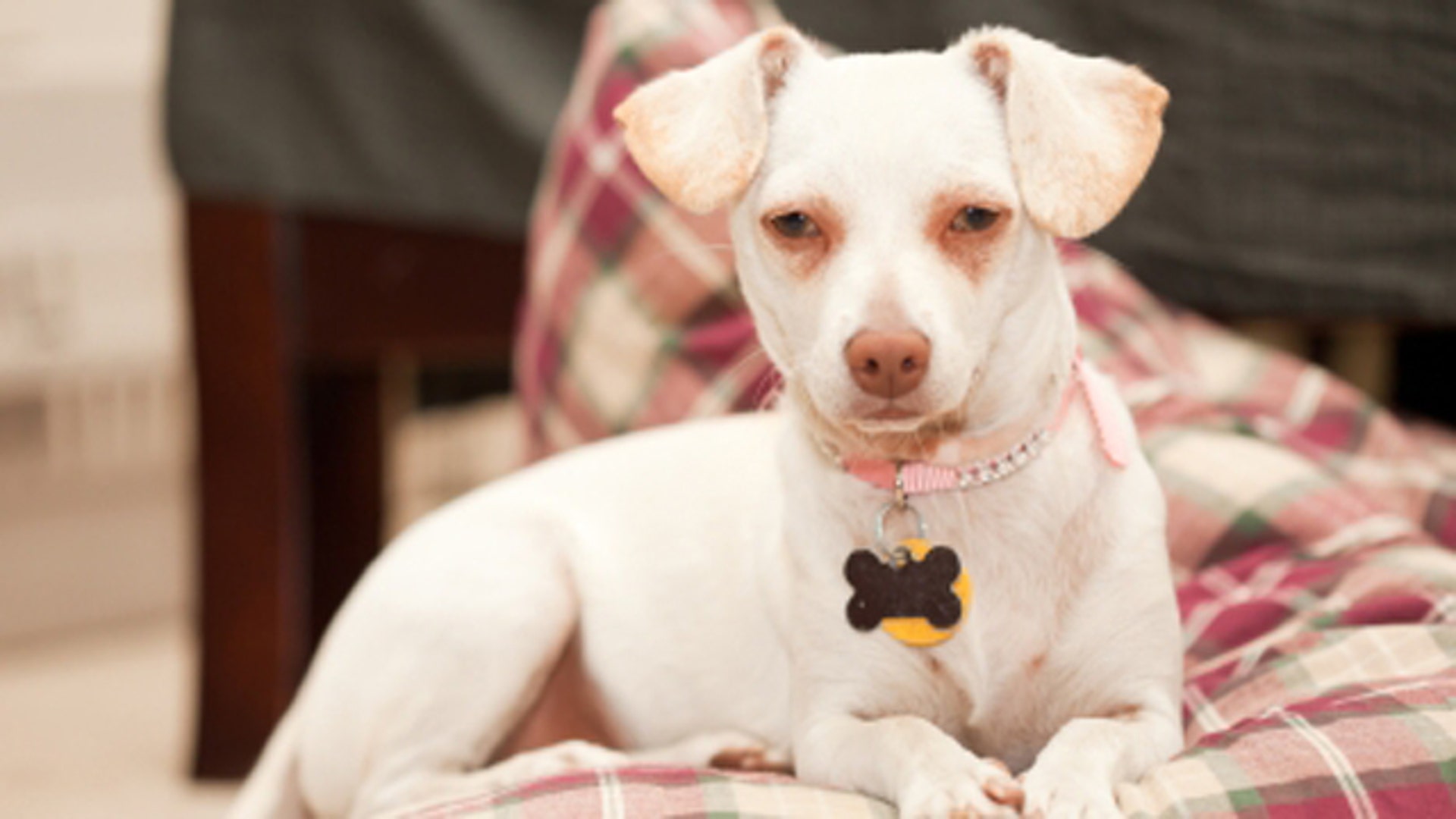 10. Who am I? Dog wearing collar