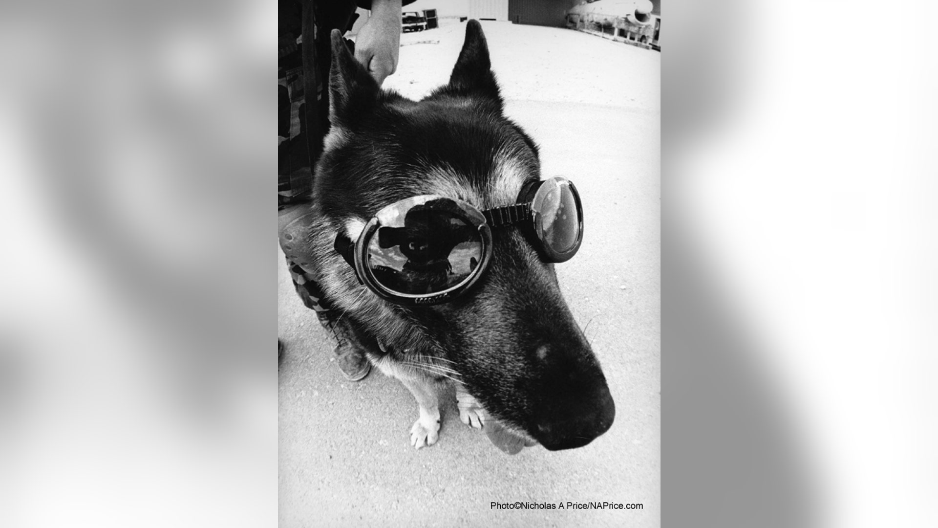 Doggles