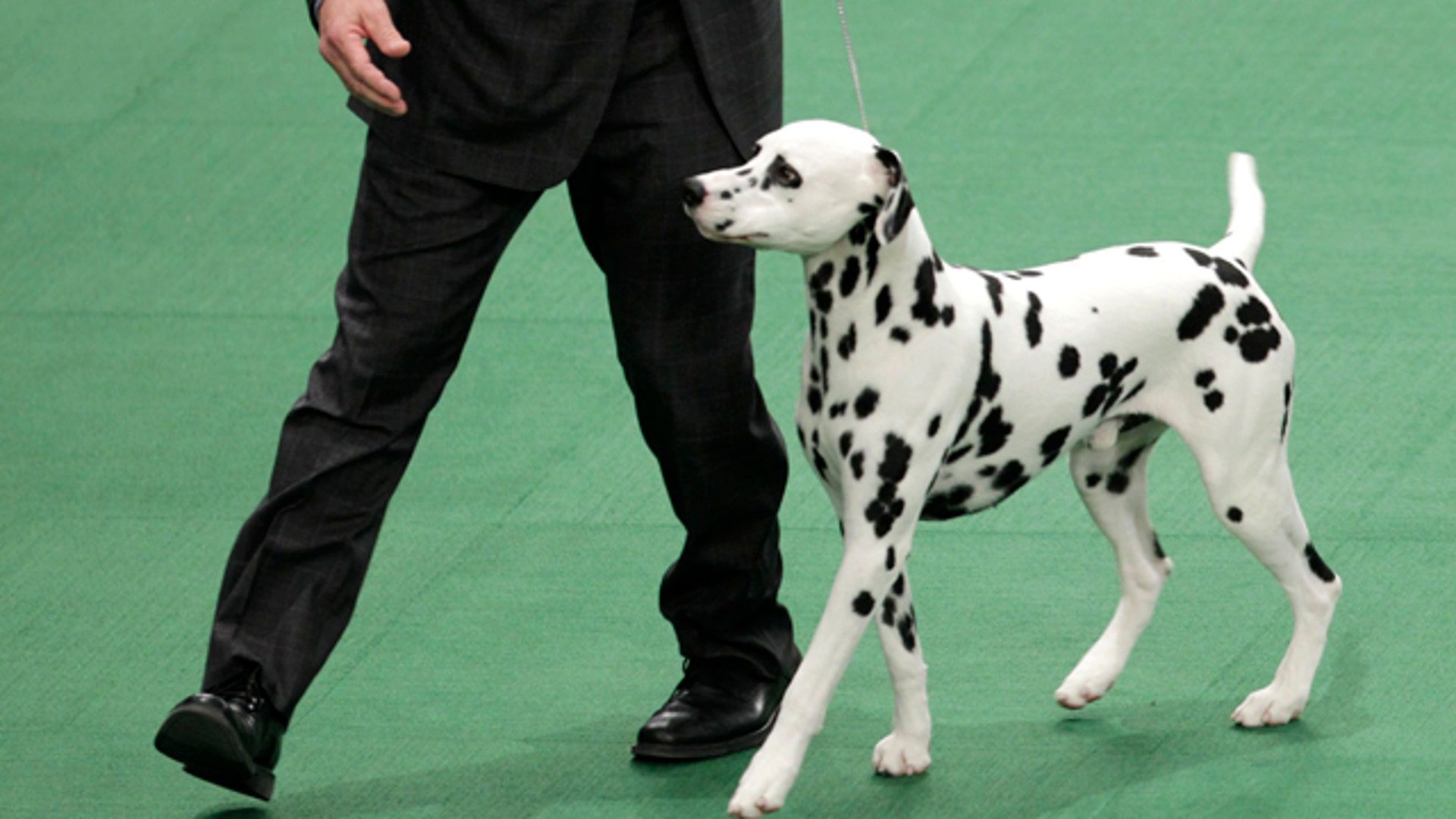 Dogshow10