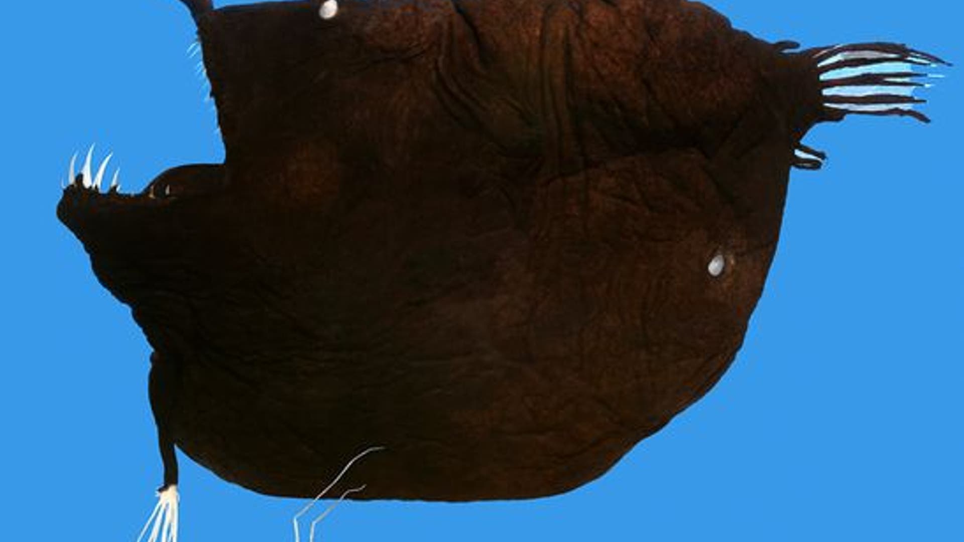 Double_Baited_Anglerfish