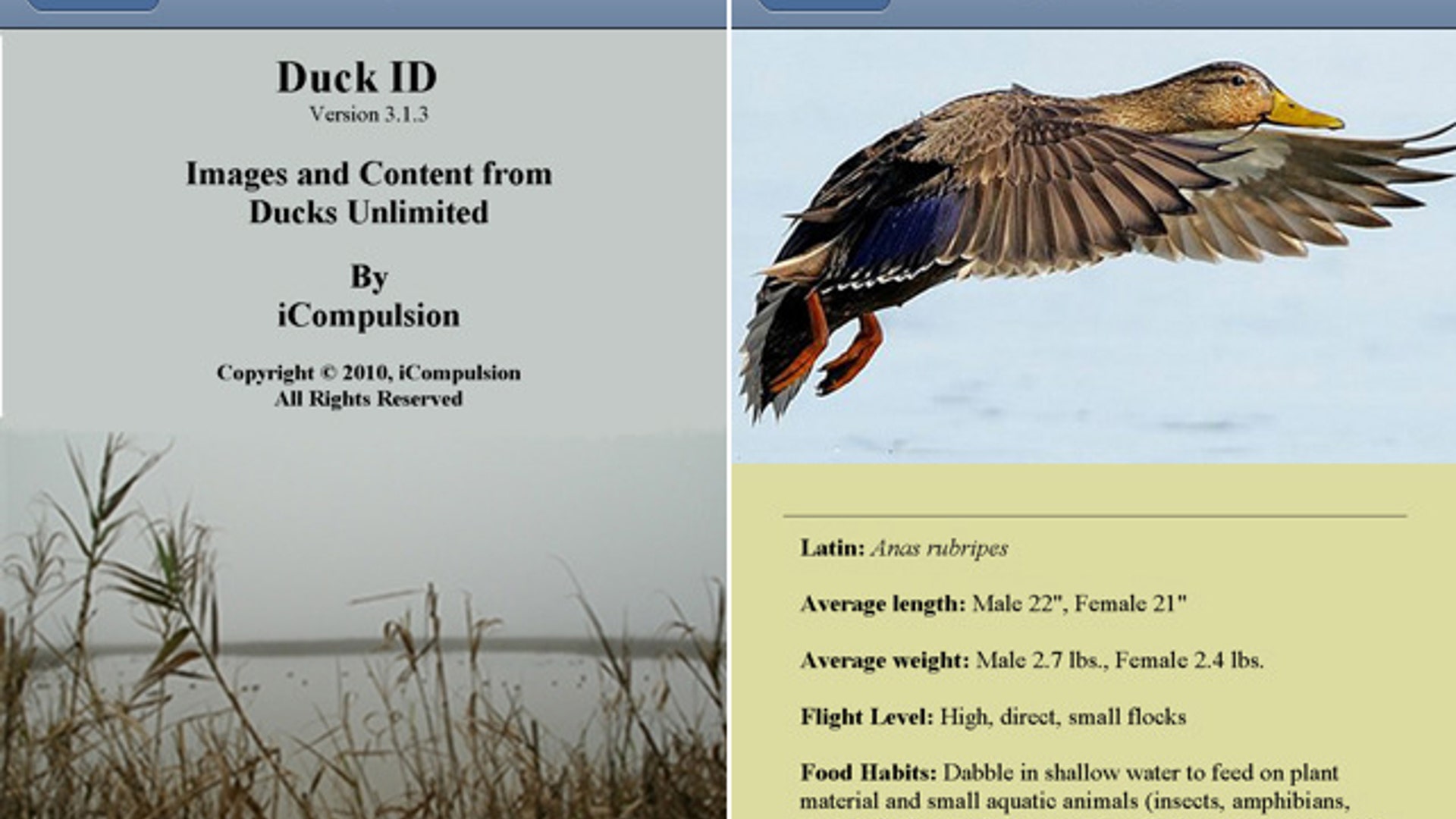 iPhone Apps: Duck ID