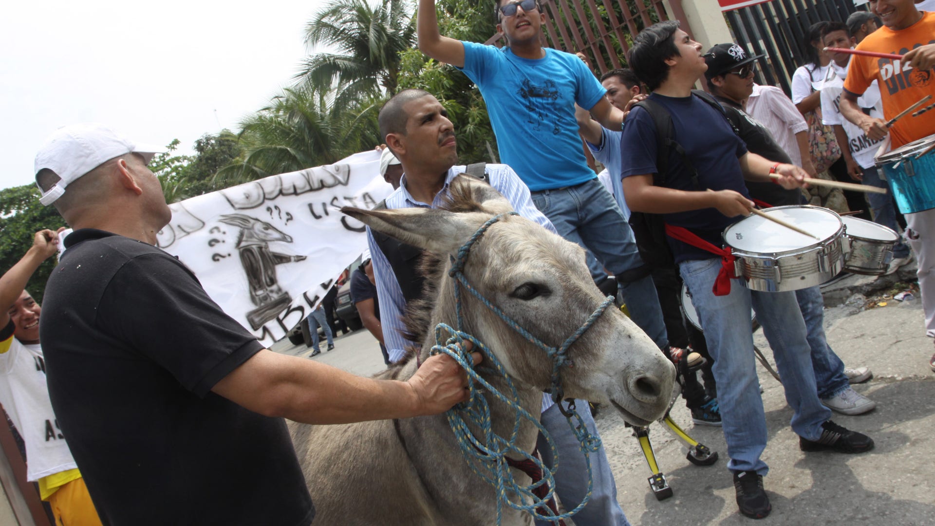 Ecuador_Donkey_Election