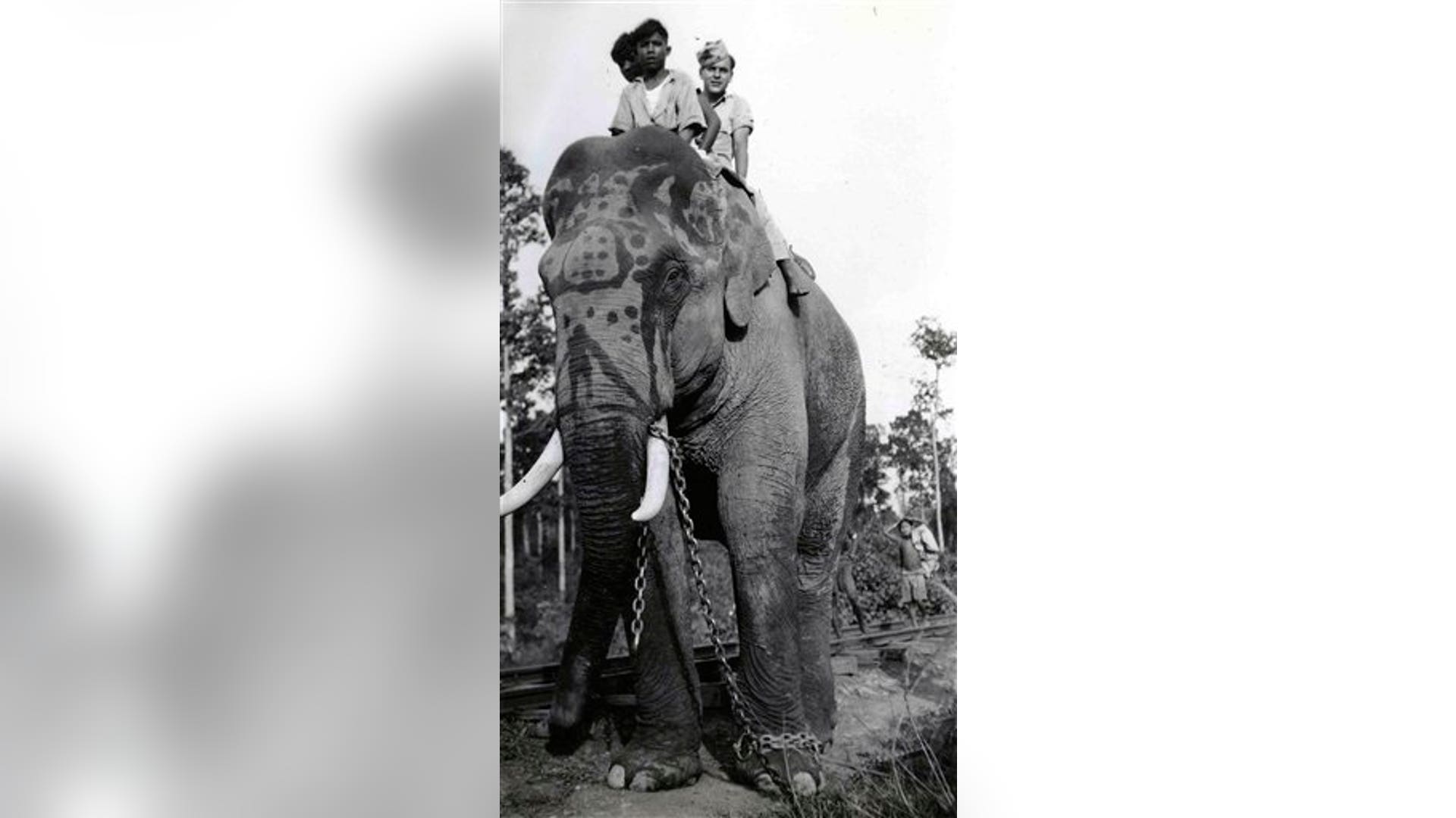Elephant_in_Burma