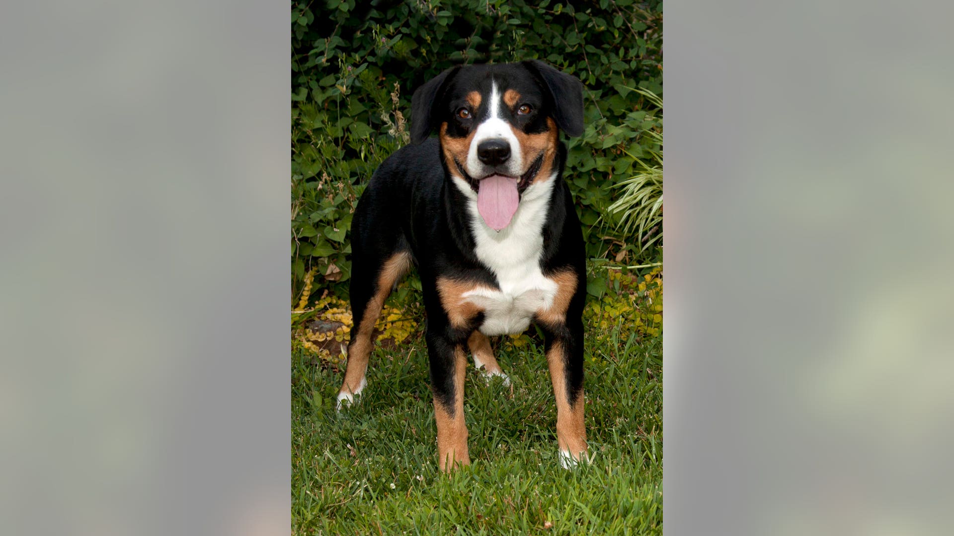 Entlebucher