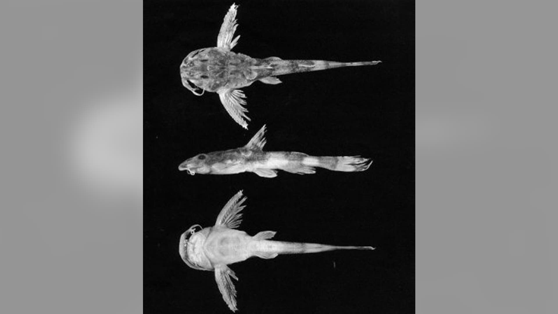 Erethistoides_Ascita_Fish