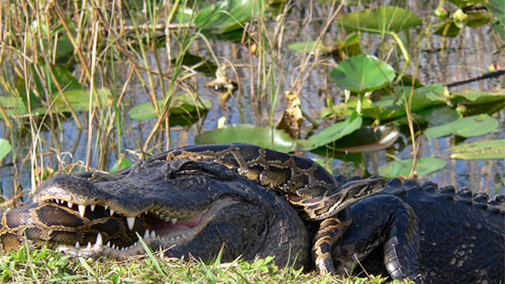 Burmese Pythons Rule Floridas Everglades Fox News 