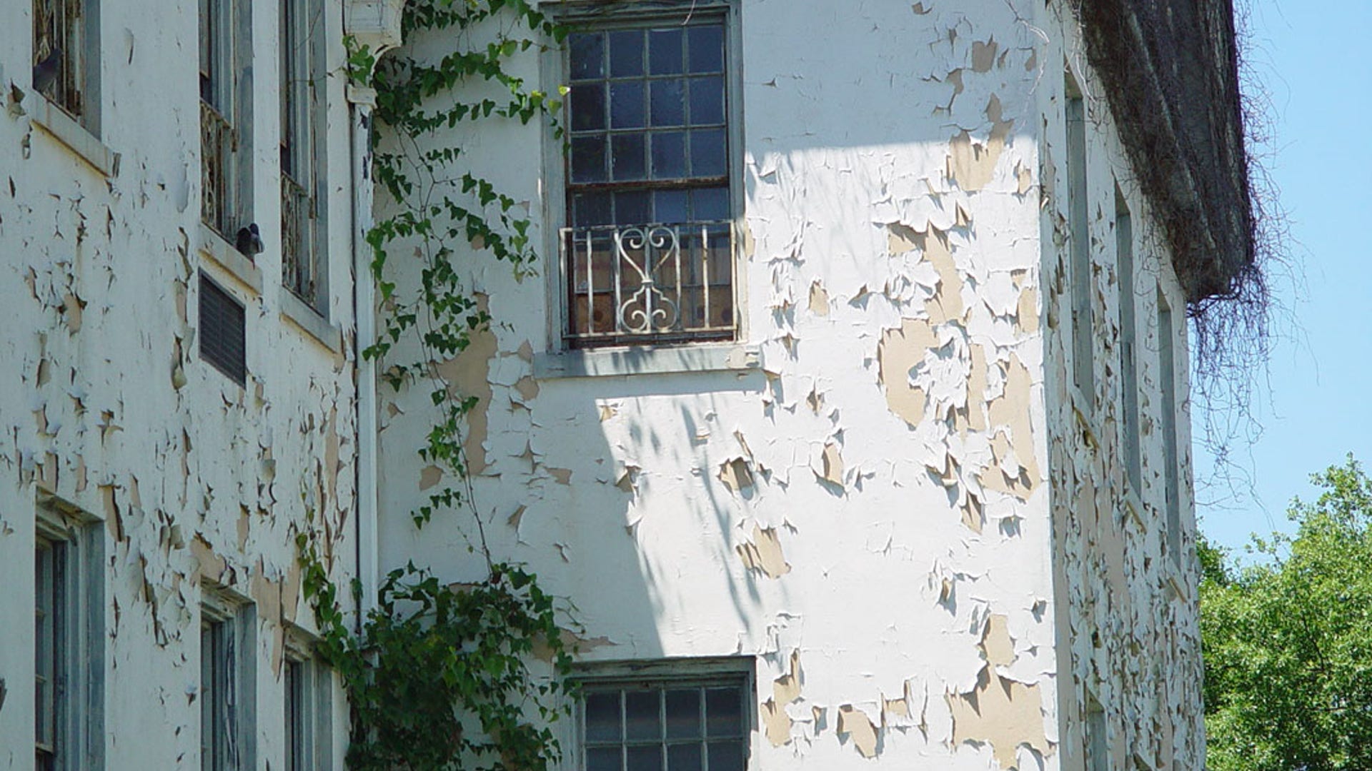 Growing Ivy, Peeling Paint