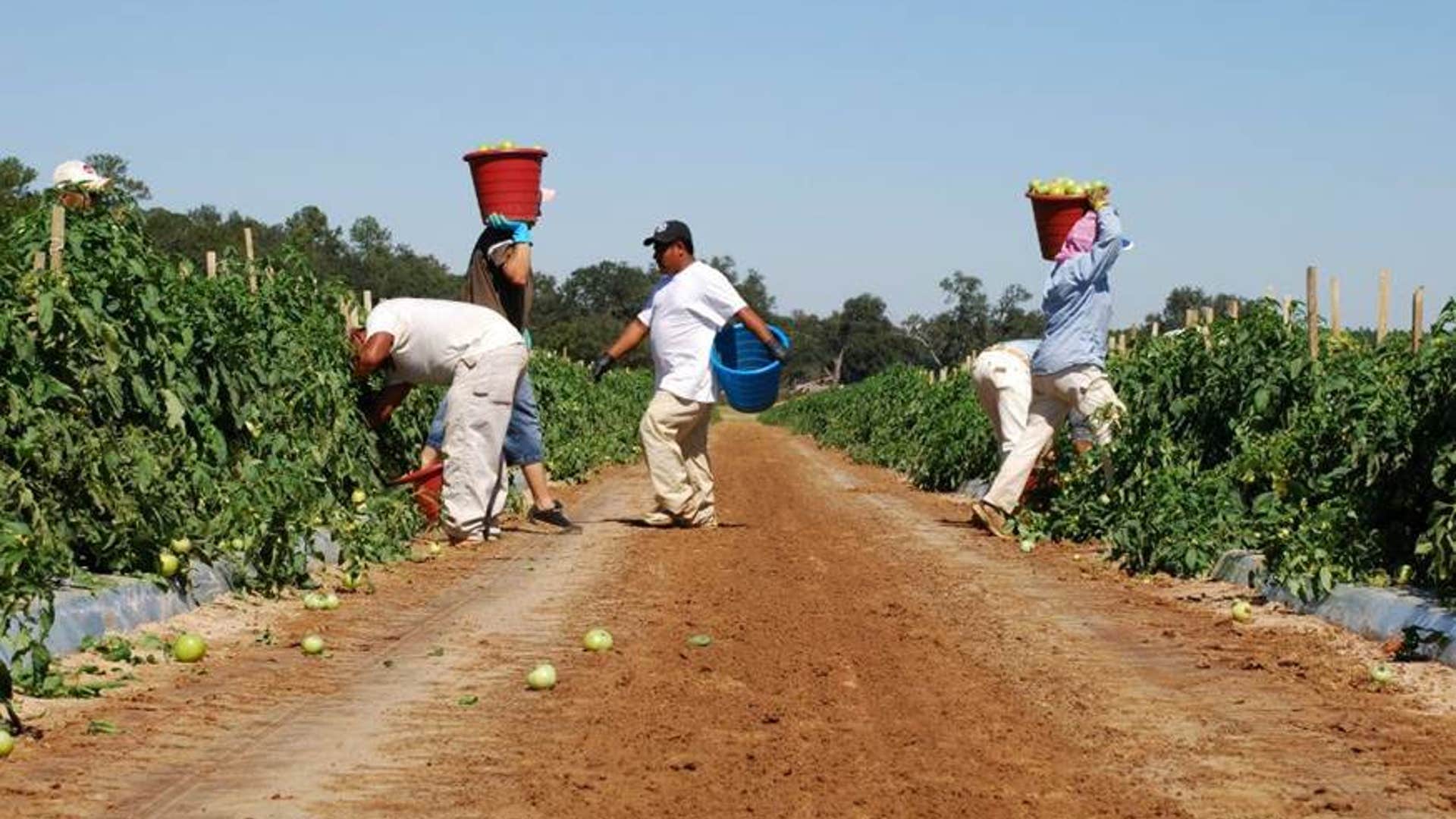 Fast_Picking_Fast_Pace