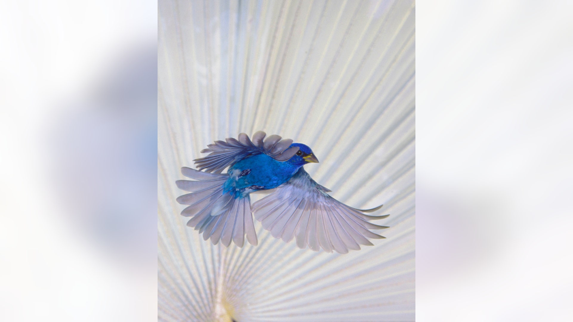 Floating before a Palm