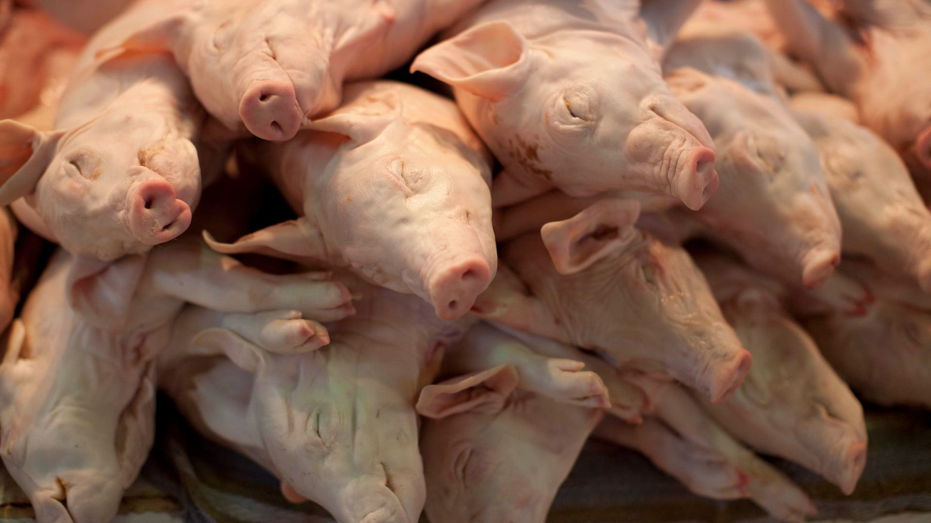 Food_Mexico_Haute_Cuisine_5