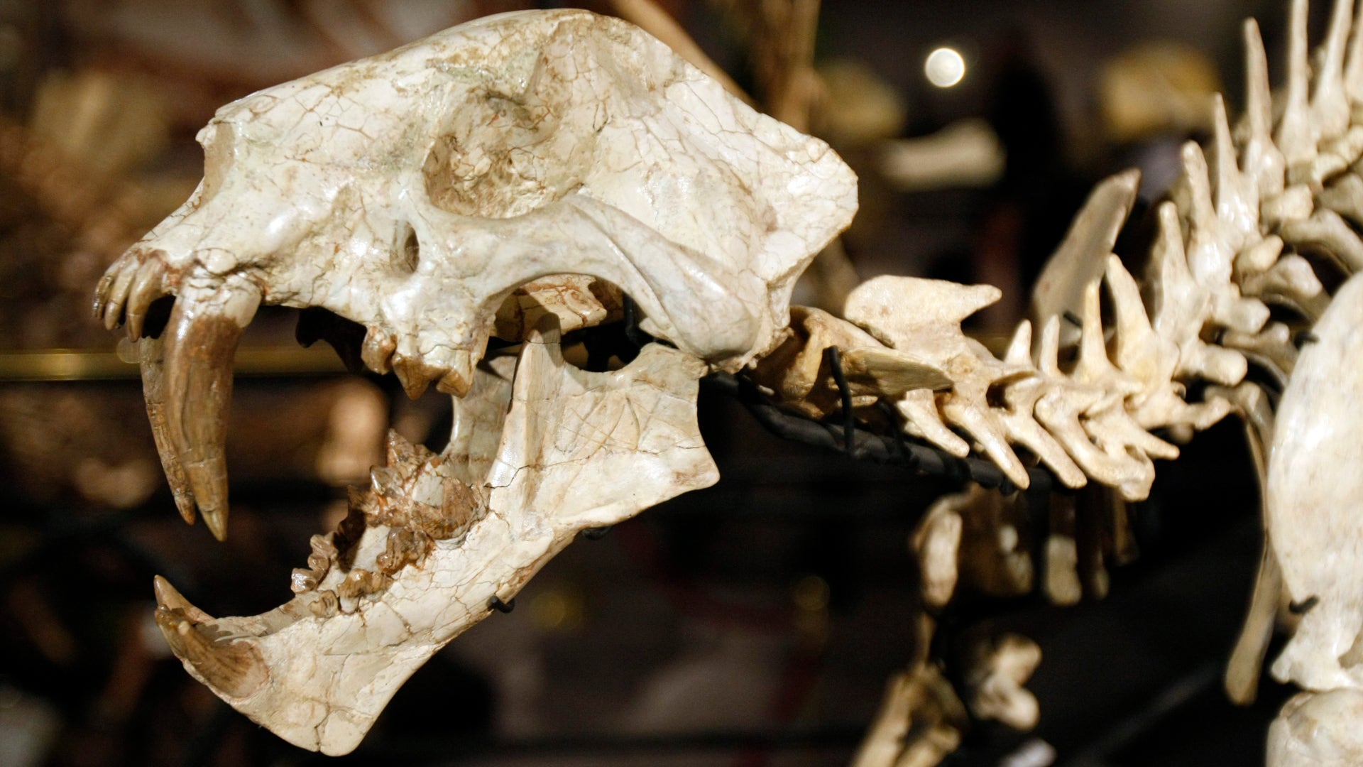 Parisian Dinosaur Auction