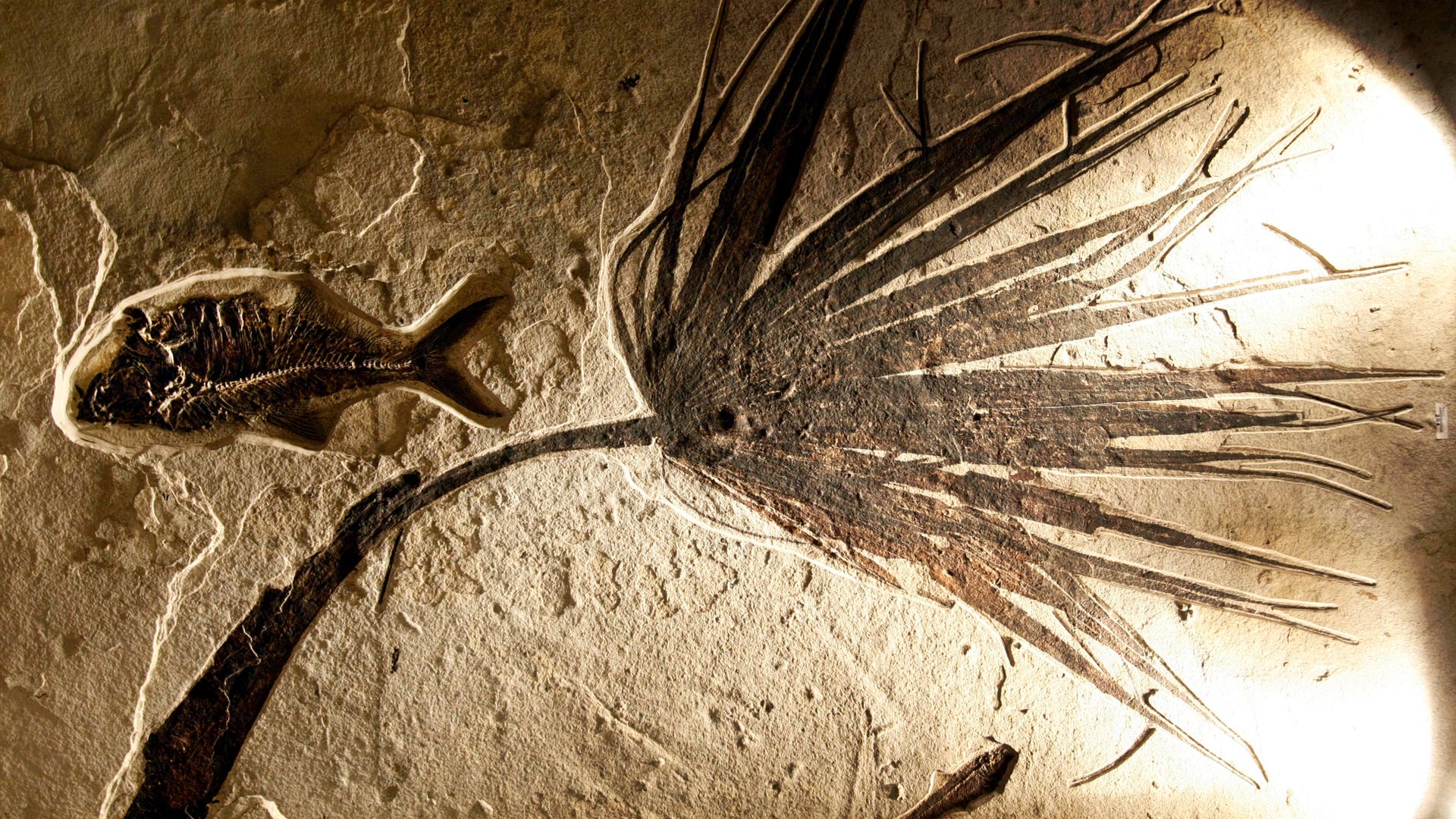 Parisian Dinosaur Auction