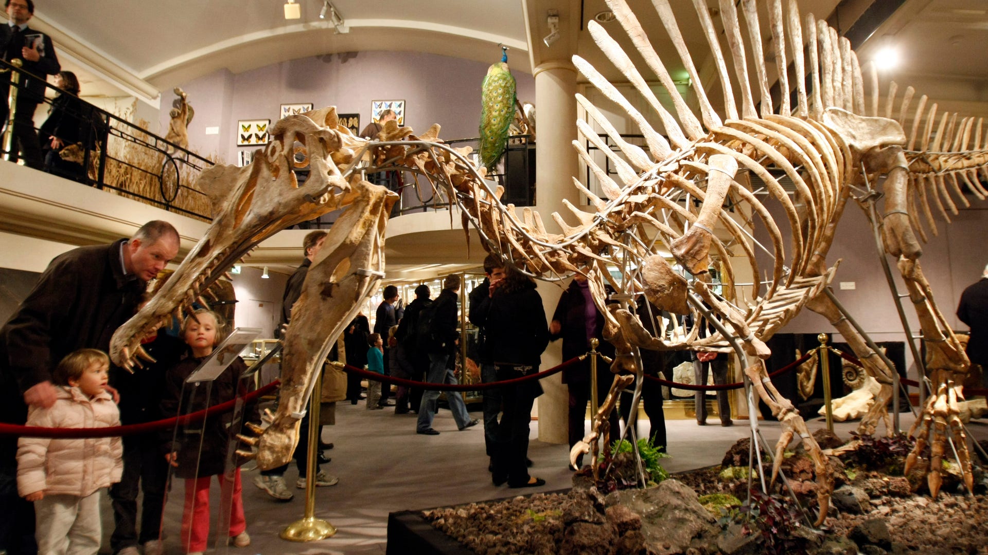 Parisian Dinosaur Auction