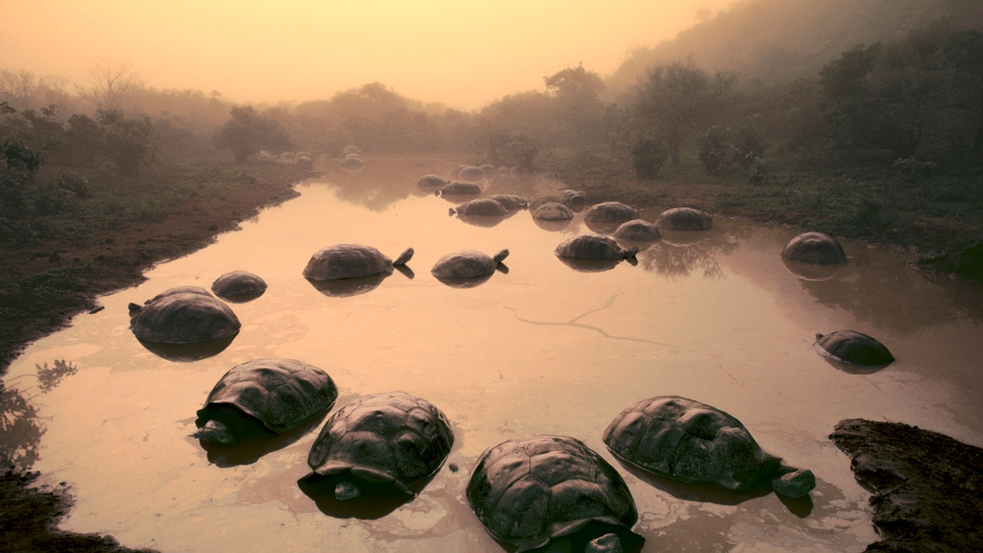 Galapagos_Tortoises
