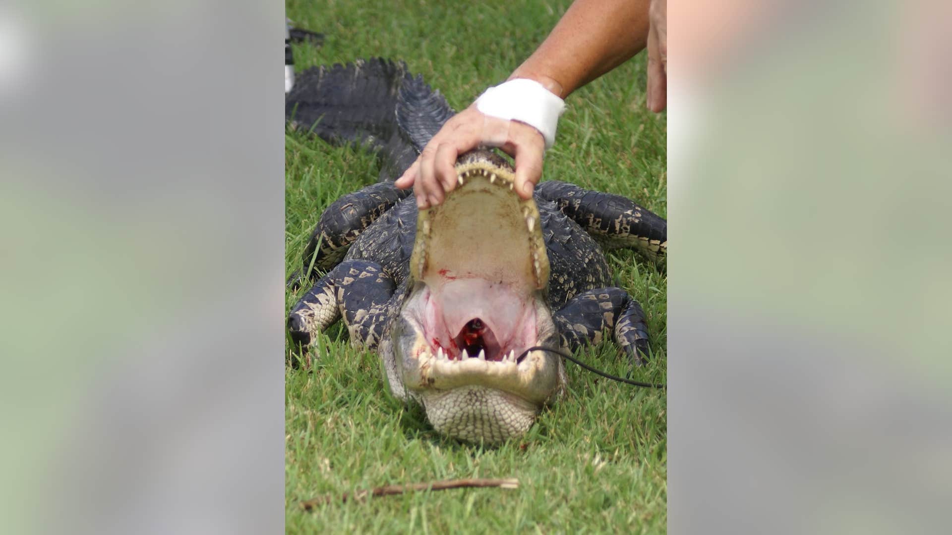 Hero grandfather saves dog from alligator Fox News