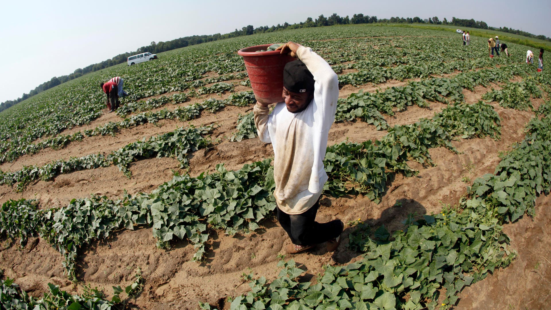 Georgia_Criminal_Harvesting_3