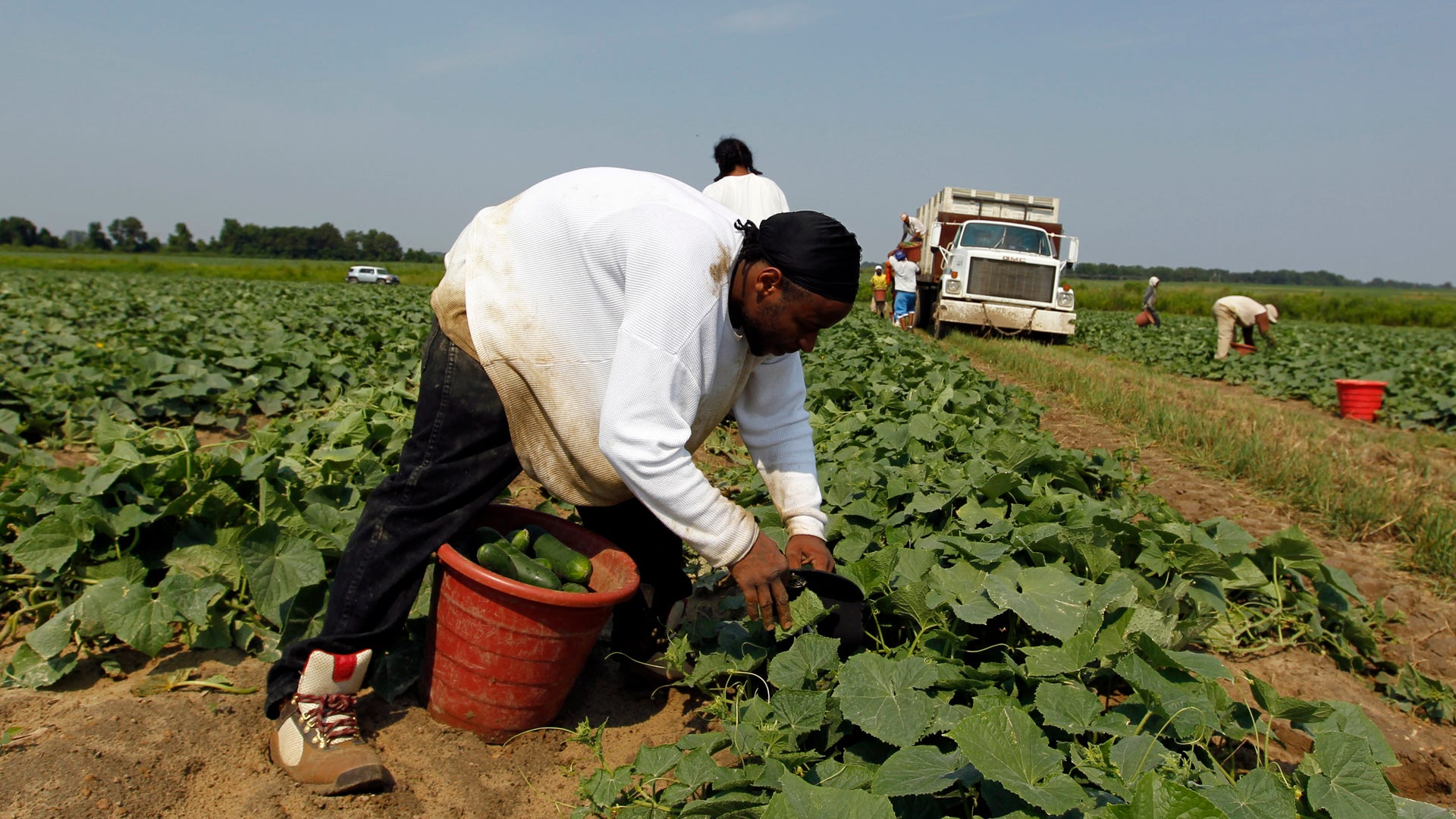Georgia_Criminal_Harvesting