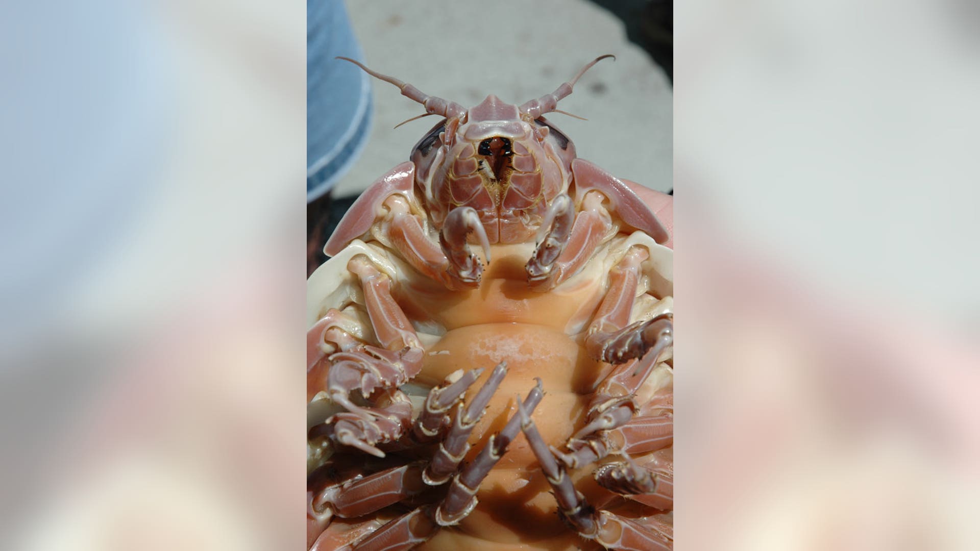 Giant_Isopod_Up_Close