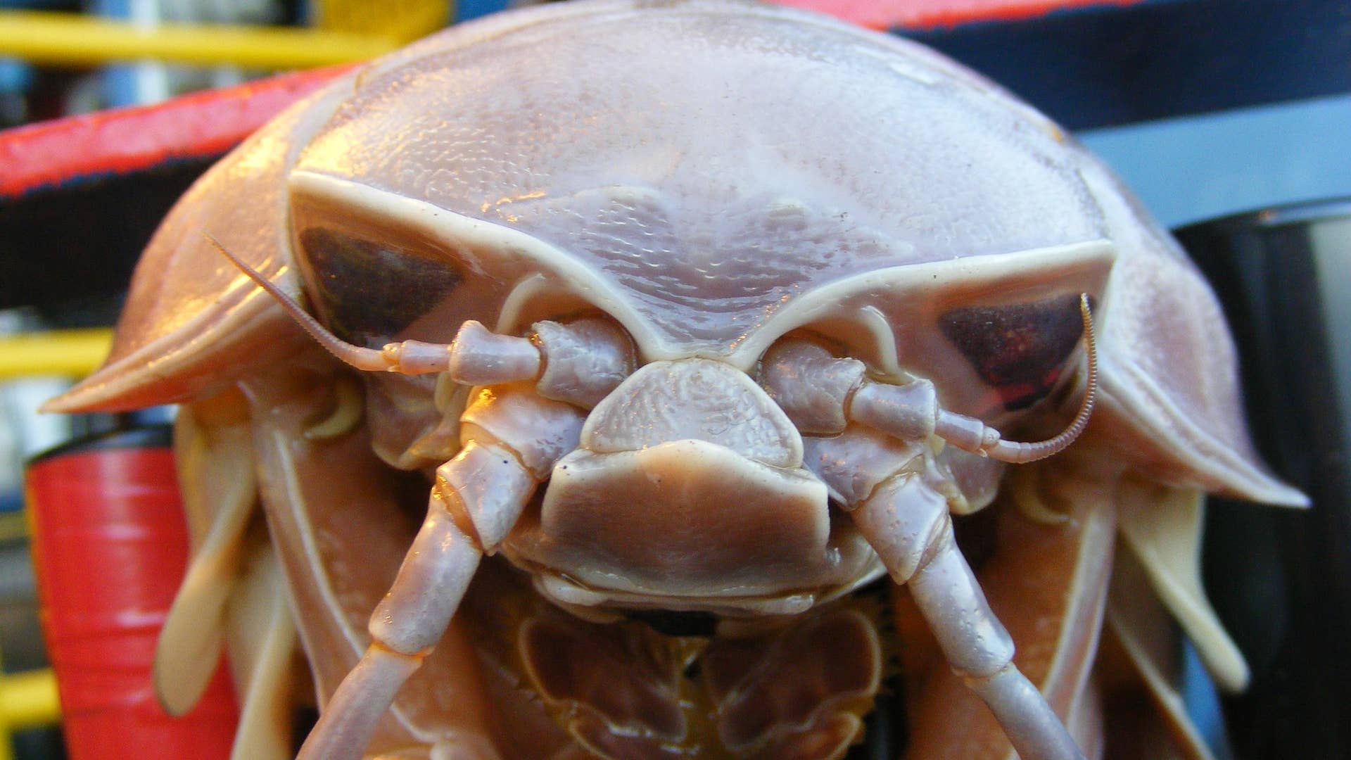 Headshot of Giant Isopod
