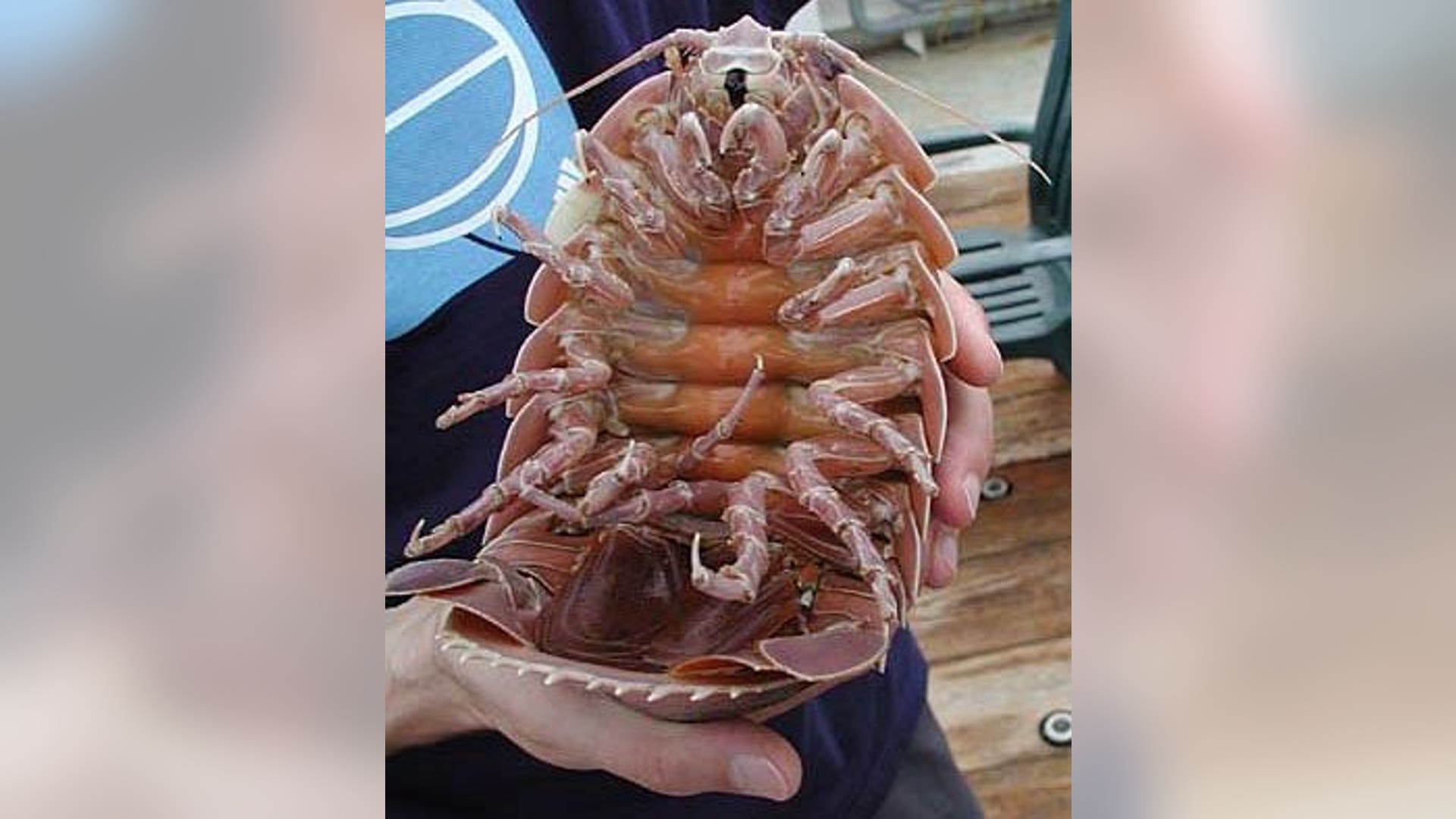 Underside of Giant Isopod