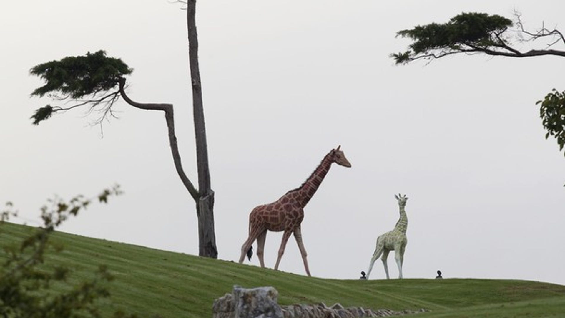 Giraffe Statues Dotcom Mansion Reuters