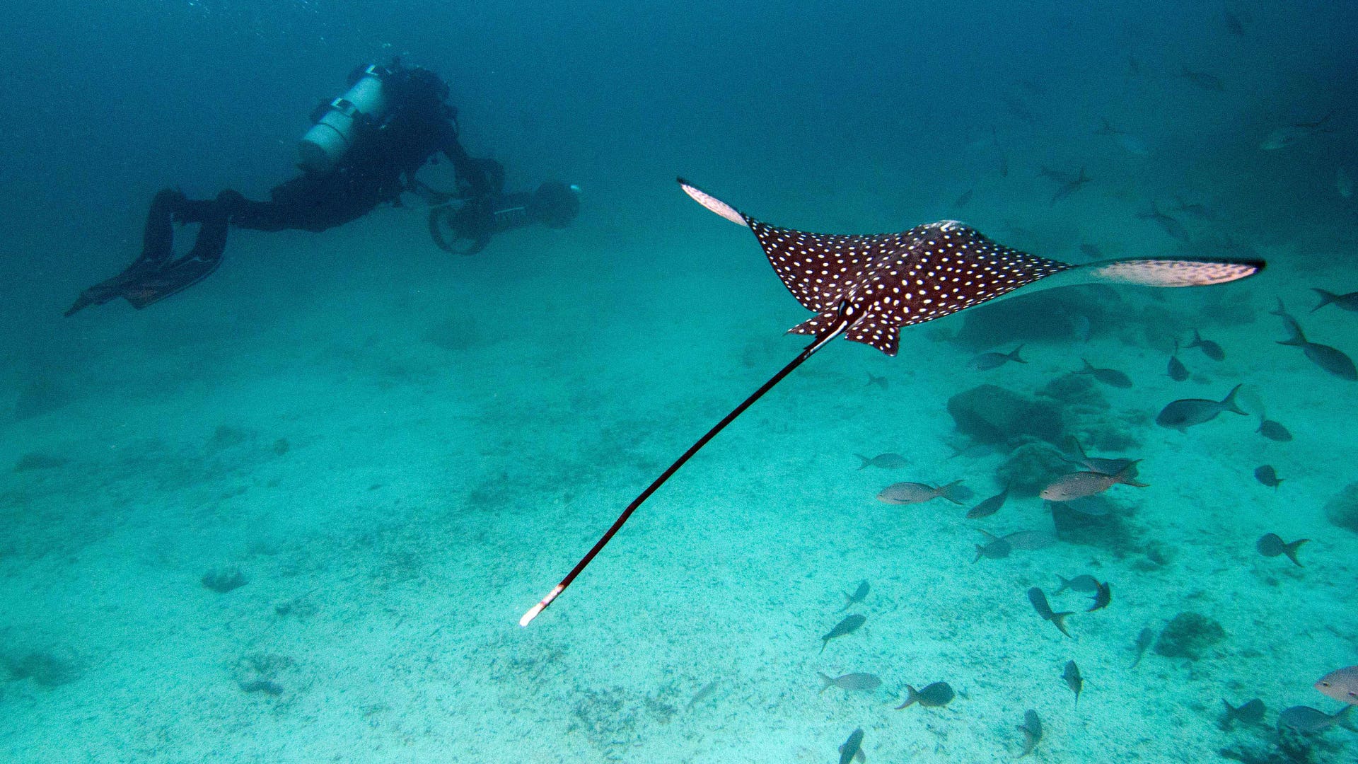 Google Maps Galapagos Islands On Land And Sea | Fox News