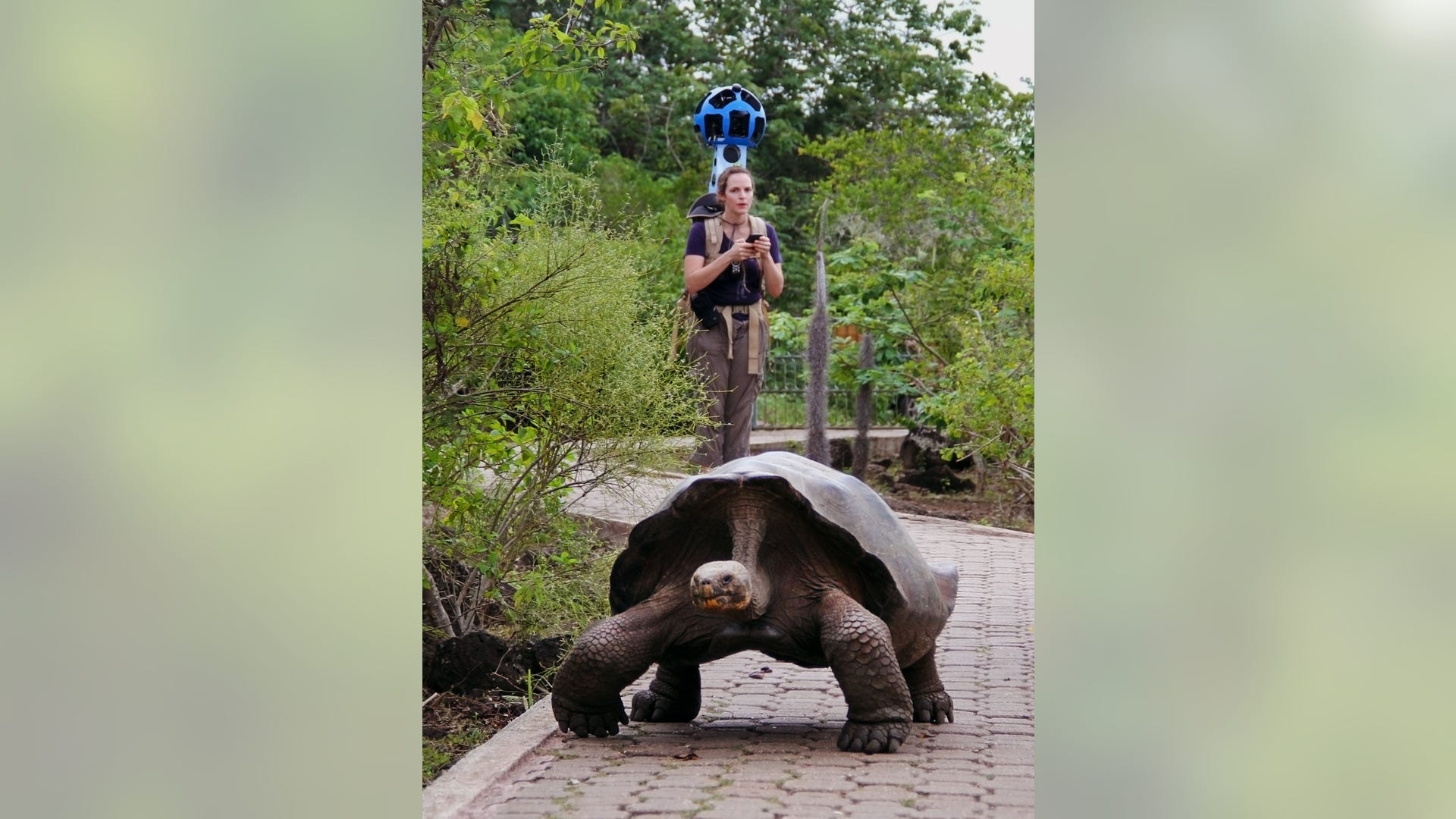 Google_Galapagos_Stre_Grat__3_