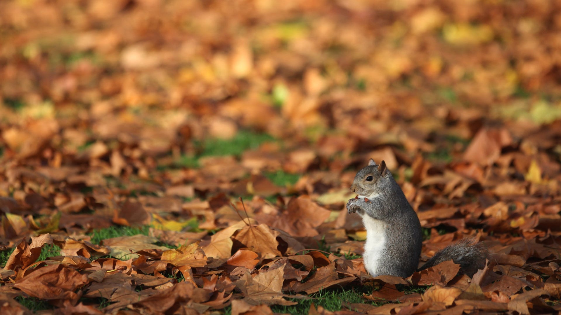 Grey_Squirrel