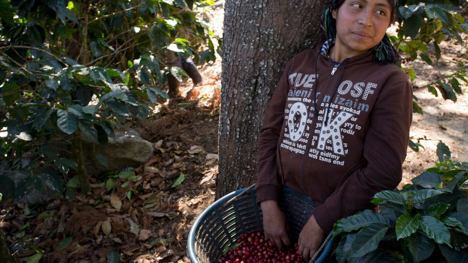 Guatemala_Coffee_Rust_Grat__1_