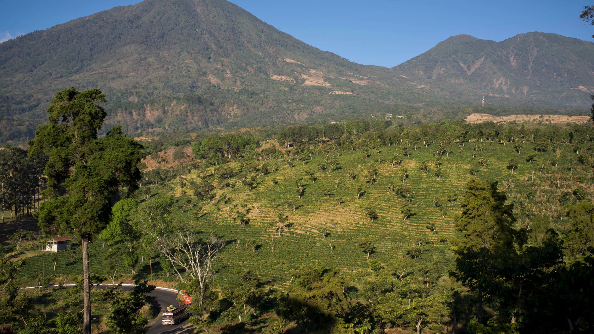 Guatemala_Coffee_Rust_Grat__2_