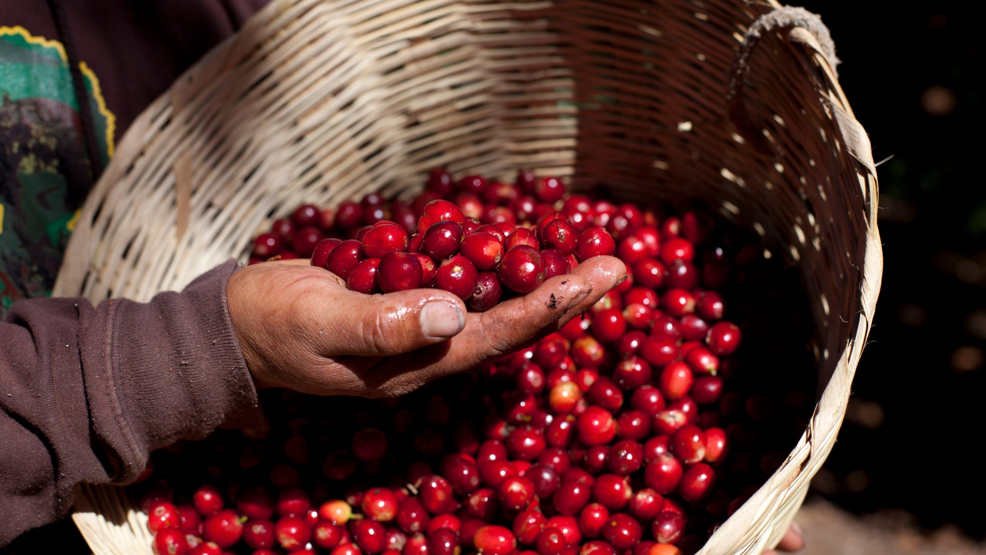 Guatemala_Coffee_Rust_Grat__3_