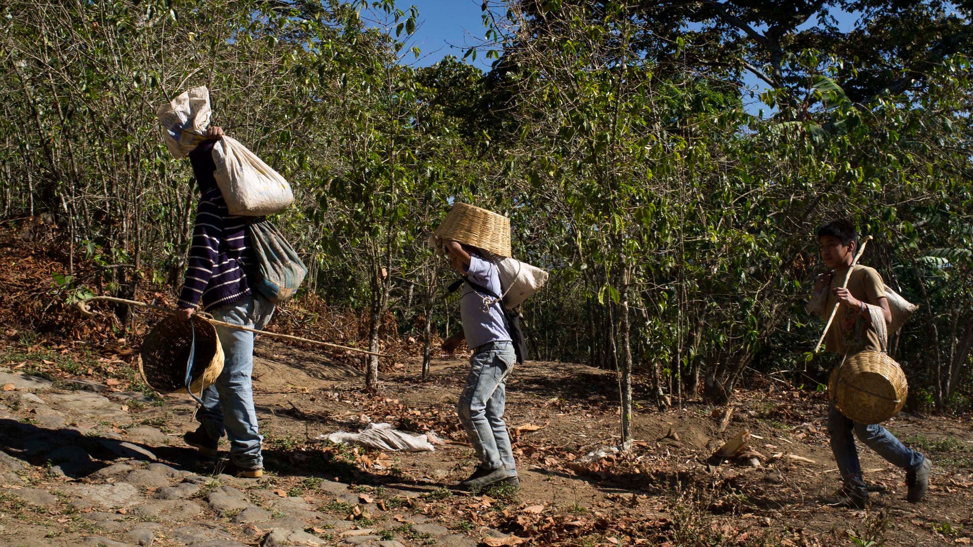 Guatemala_Coffee_Rust_Grat__4_