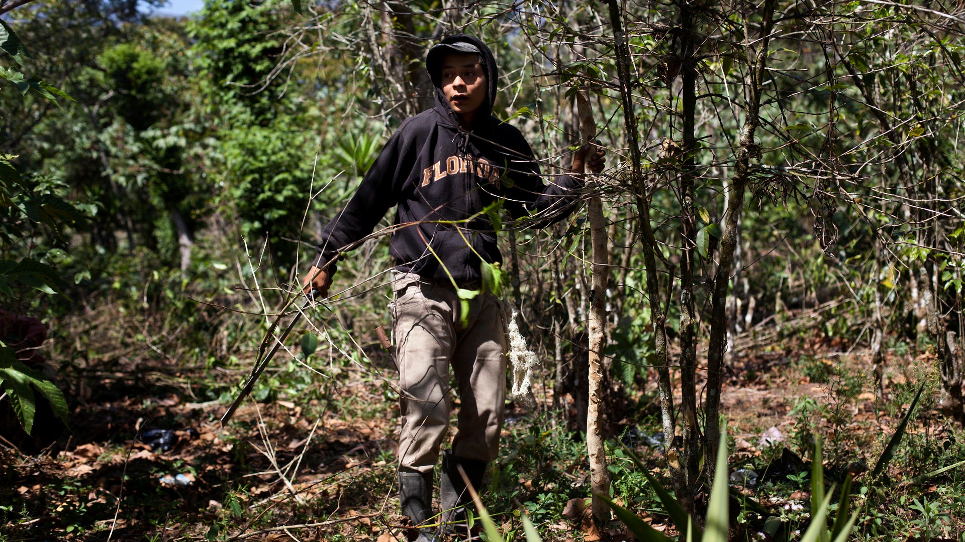 Guatemala_Coffee_Rust_Grat__5_